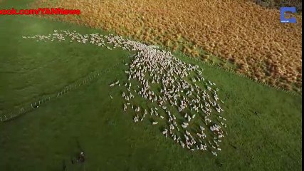 ngoạn mục cảnh chó chăn cừu làm việc