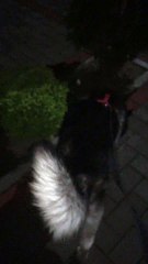 Siberian husky Alaz night time walking