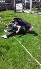 Siberian Husky Alaz Playing with children