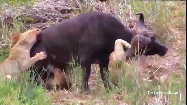 Lion vs Hippo vs Crocodile,Crocodile vs Buffalo vs Hippo, AMAZING Buffalo Attacks Lion –
