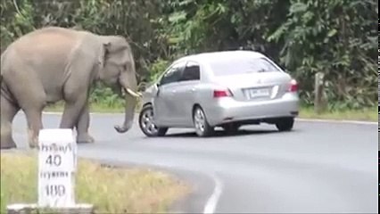 Elephant Attacked at Road