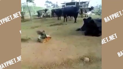 [Funny] Died on the spot after mating | Chết cười chú gà tử trận sau khi lên đỉnh