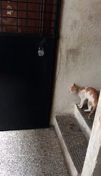 Cat knocking the door Plz some one Open the door