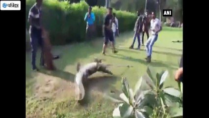 Watch- Seven-Foot Crocodile Rescued