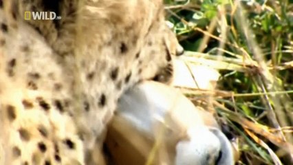 Суперхищники 3 серия. Гепард / I, Predator (2010)