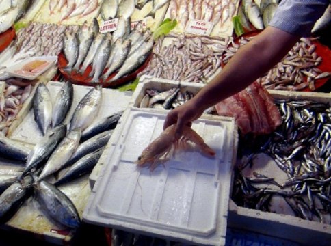 Türkiye'de Denizden Çıkan En Büyük Karides Görenleri Şaşırtıyor