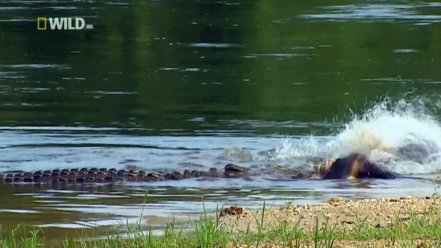 Суперхищники 4 серия из 6. Крокодил / I, Predator (2010)