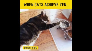 When Cats achieve Zen.