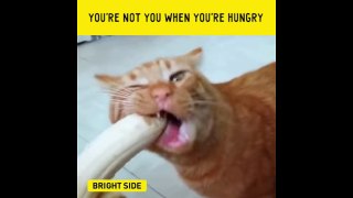 You are not you when you are hungry