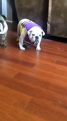 Bulldog Hates Life Vest - YouTube