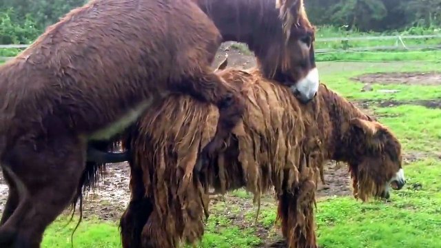 Vulcain du Breuil ein Baudet du Poitou Zuchthengst beim decken