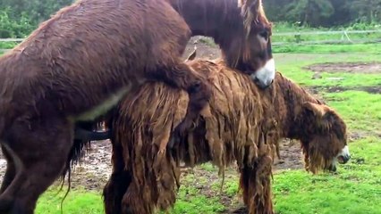 Vulcain du Breuil ein Baudet du Poitou Zuchthengst beim decken