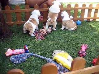 bulldog ingles 50 dias.AVI