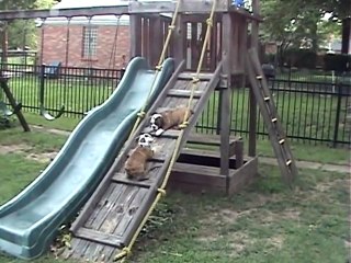 Bulldog puppies try out the slide