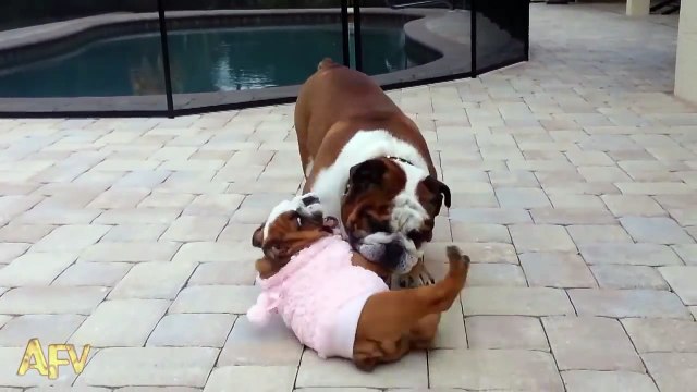 Bulldog Puppy Can t Get Up AFV