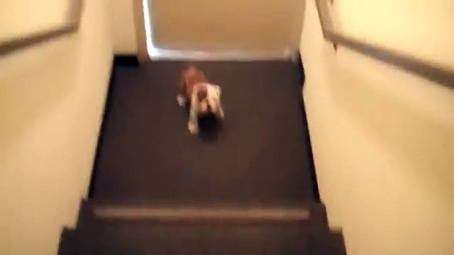 Bulldog puppy conquers his first flight of stairs