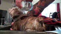 Bulldog puppy gets his first bath. [ Frankie the Bulldog - LA ]