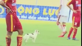 video Dog running on soccer field
