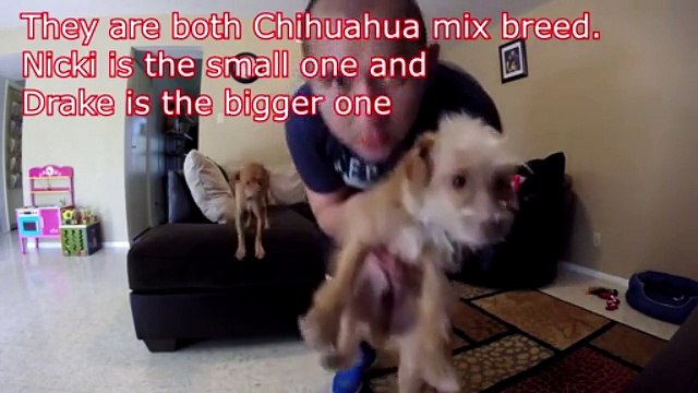 Installa una telecamera per osservare i suoi cani quando lui non è in casa. Quello che fanno è esilarante!