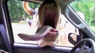 Cette vache est tombée amoureuse d'une automobiliste