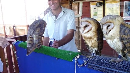 Animal Jamming to Music! Funny Compilation