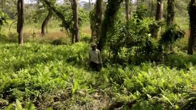 Ogni giorno, per 37 anni, pianta un albero. Ecco quello che ha creato