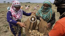 Villagers woman also work in fields