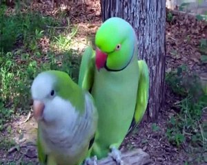 Sevginin DİLİ yoktur ama RESMİ vardır.