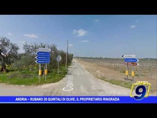 Andria |  Rubano 20 quintali di olive, il proprietario ringrazia per il "lavoro"