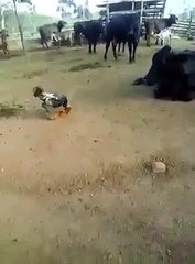 death dont care