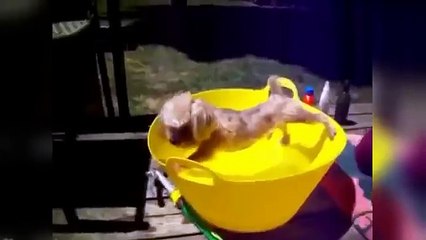 Funny Dog and MonKey playing with girl - Dog vs Monkey and girl Funny Video compilation 2016 part 4