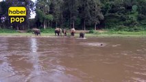 Suda boğulmak üzere olan adamı fil kurtardı #Fil