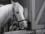 Mister Ed S3 | Big Pine Lodge