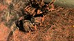 Tarantula Moulting at 100x Speed