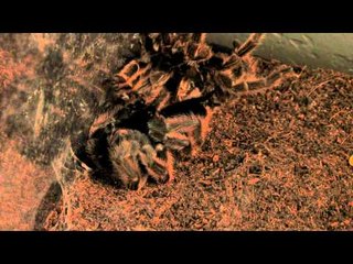 Tarantula Moulting at 100x Speed