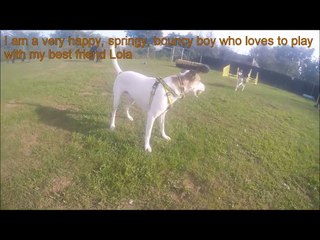 Dogs Trust Snetterton - Jack Dog