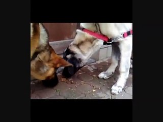 Turkish Kangal 5 month old - TurkishAnimals D.C.A