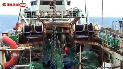 WOW !! Sekali jaring milyaran ikan tertangkap