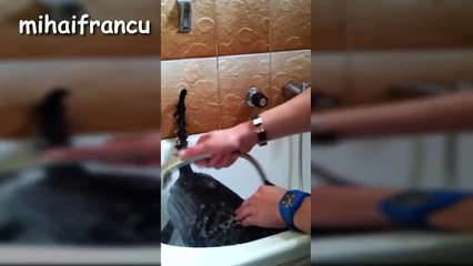 Talking Cats Saying "No" to Bath - A Funny Cats In Water Compilation [PART 2]