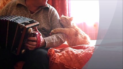 И БАЯН, И БАЮН. Funny cat and acordeon.