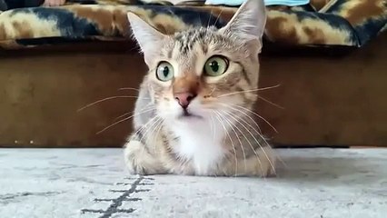 Cat Watching Horror Movie