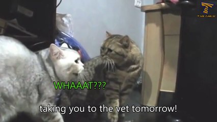 Fluffy cat has a bad day - Funny cats talking