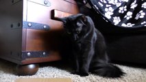 Cats React To Japanese Cat Piggy Bank