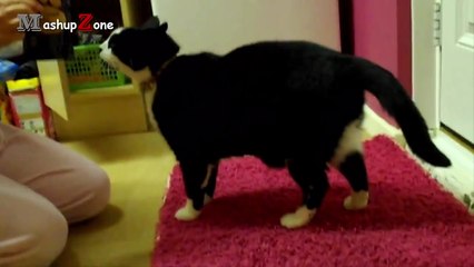Fat Cat - A Funny Fat Cats vs Doors Compilation || NEW HD