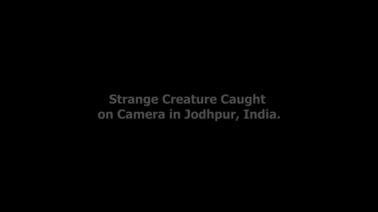 Strange Creature Caught on Camera in Jodhpur, India  Real Hybrid Alien or Goblin ?