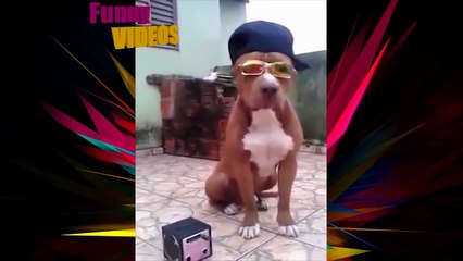 Best funny videos 2016 - Funny dogs Try not to laugh Funny fails 2016 - Pranks 2016