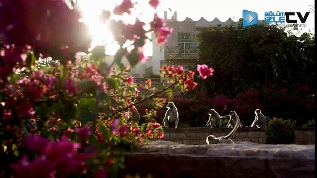 Planet Earth II: Official Extended Trailer - BBC Earth | { bolumizletv.com}