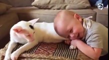 The child pulls the paw kitten. Here's what happens