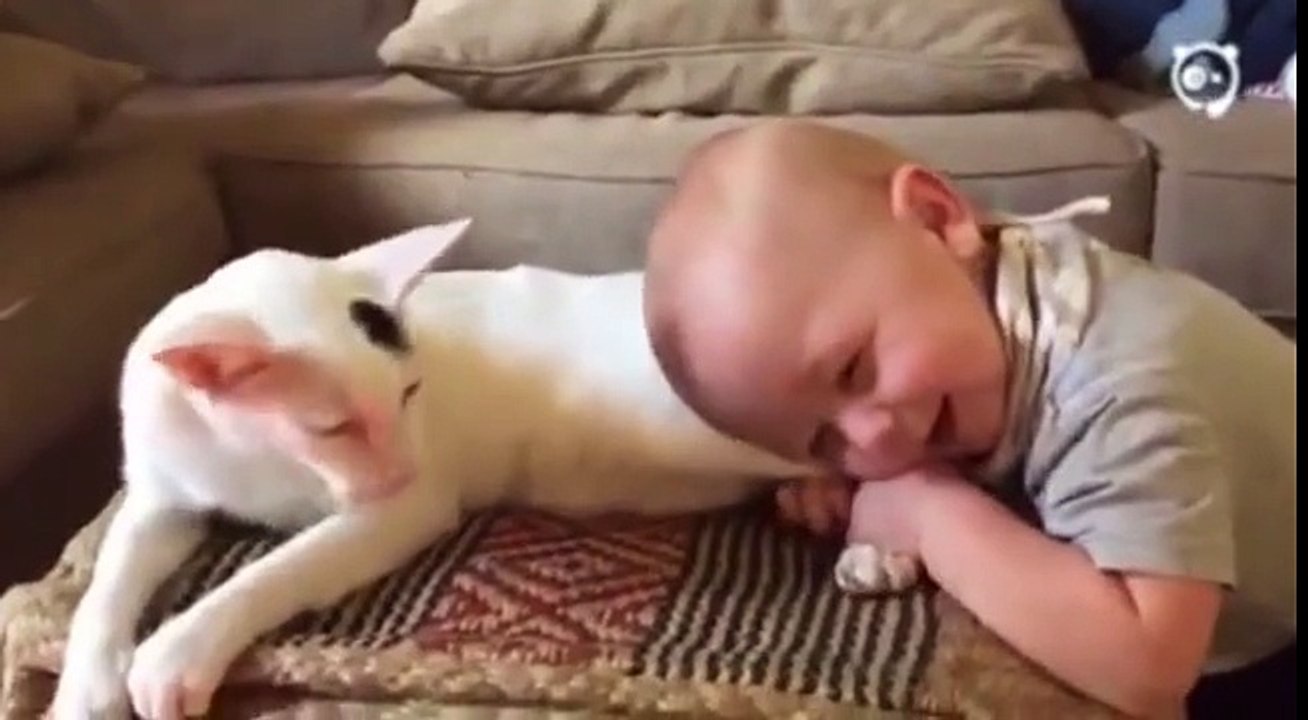 The child pulls the paw kitten. Here's what happens