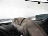Mini Schnauzer Fritz attacks windshield wipers